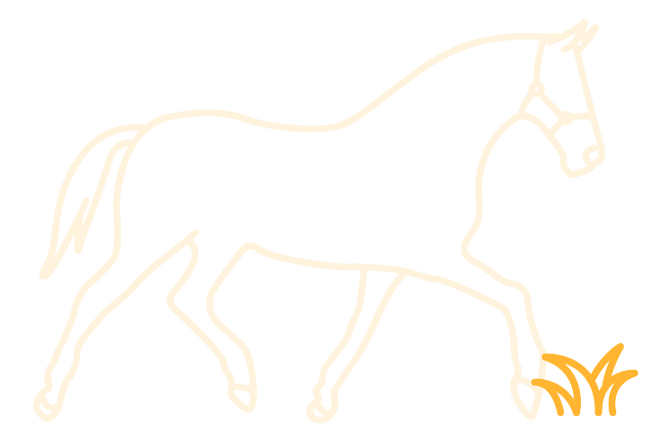 Veteran horse