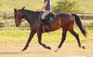 Working on your horse's cardiorespiratory system