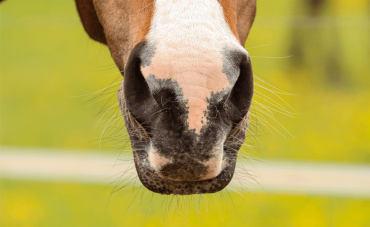 Protect your horse's respiratory tract during summer