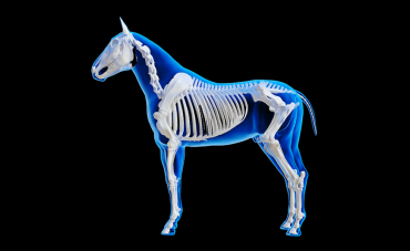 The horse's skeleton