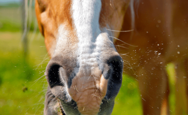 Nebulisation in horses