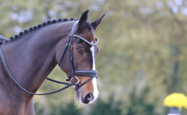 The Immune system of the horse