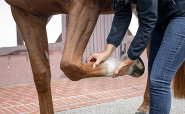 Audevard Trophy 2025: In Equine Vets We Trust