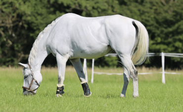 Diseases that can be transmitted to horses by insects and ticks